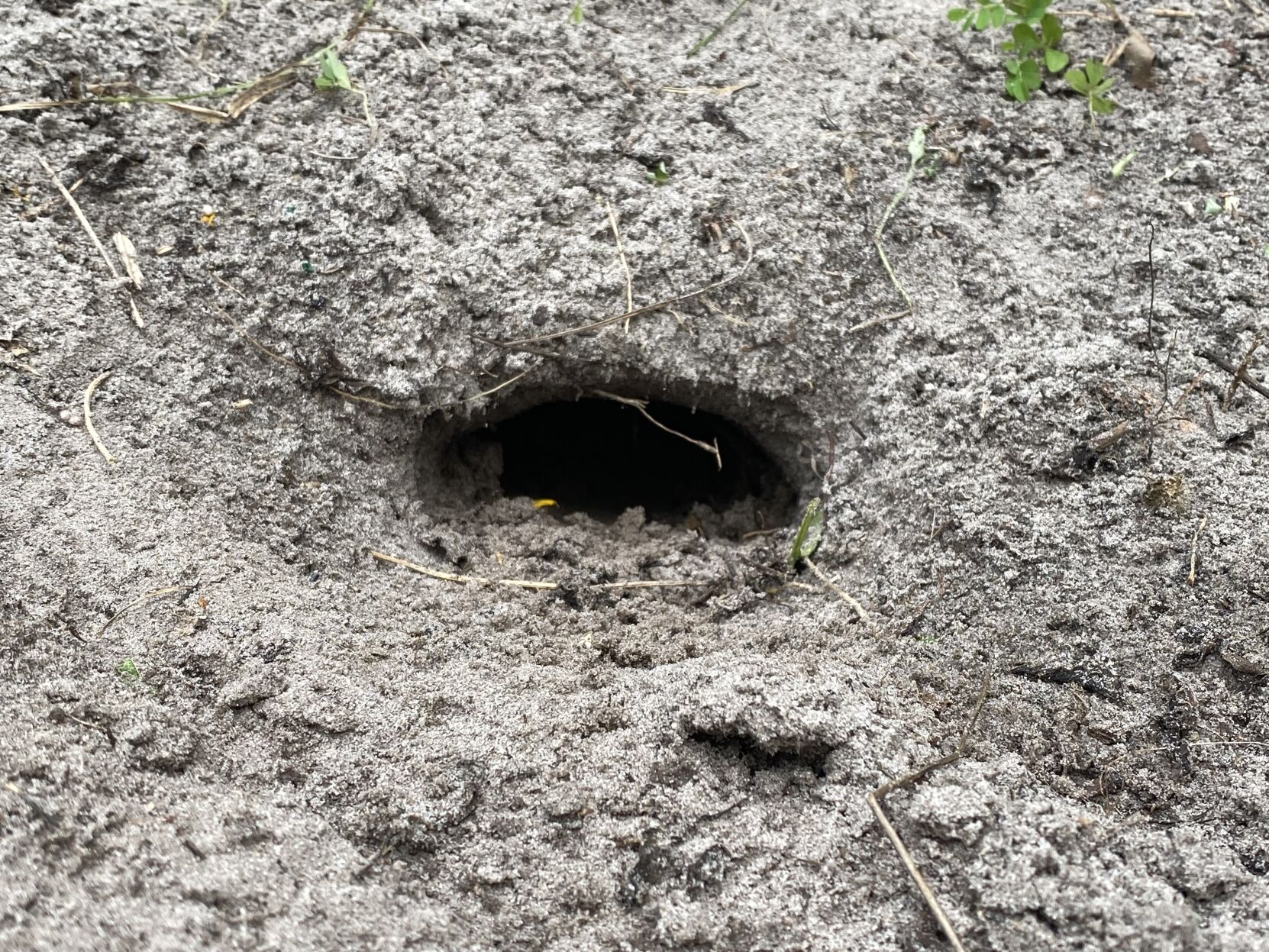 Gopher 8. Gopher Tortoise Burrow.jpg